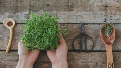 Microvegetais