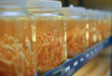 fermentação natural